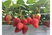 【名古屋駅発】*日帰り昼食付き*『行こうよ知多半島!南知多の魅力たび♪』1